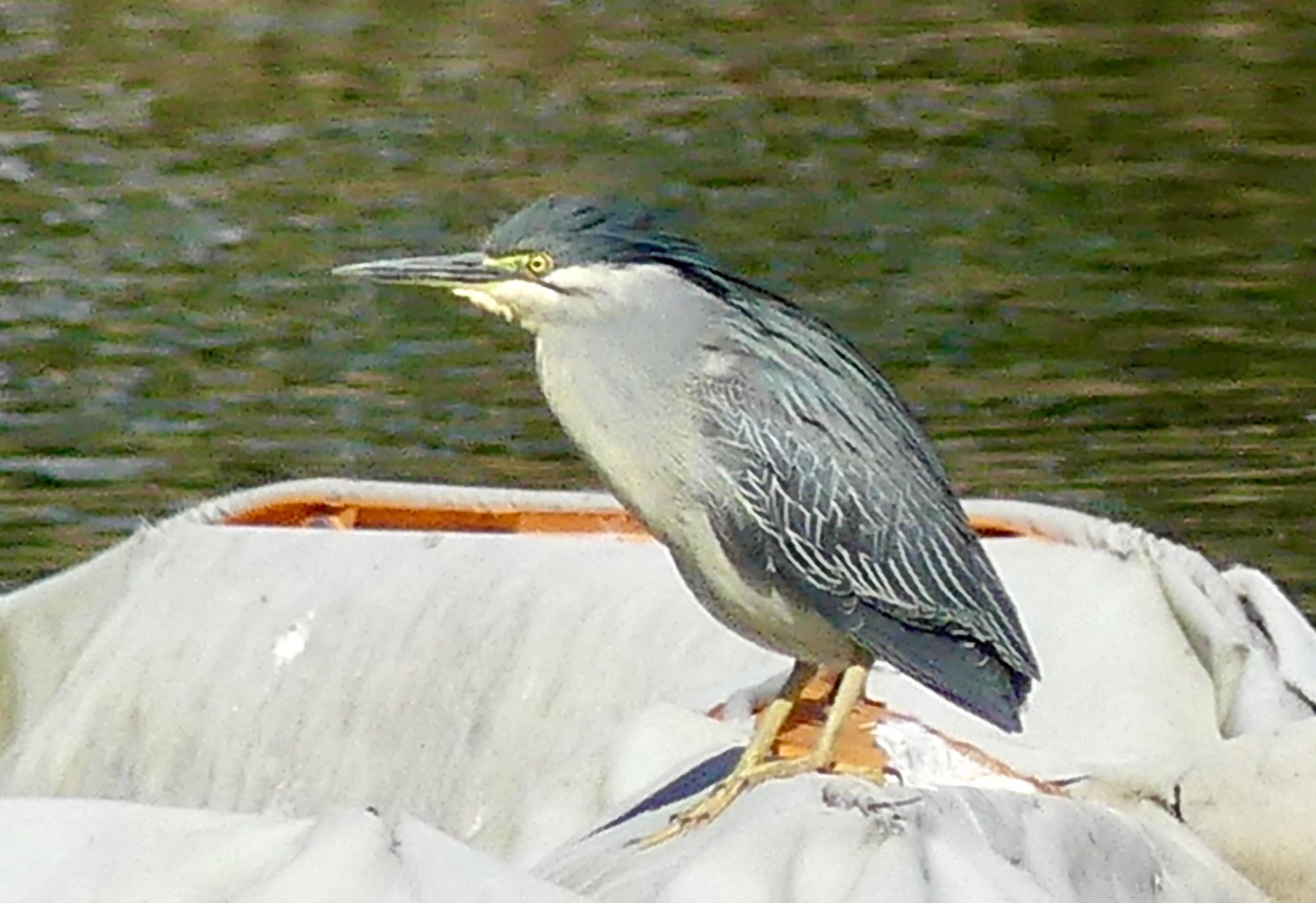 Striated Heron