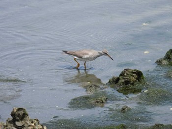 Grey-tailed Tattler Tokyo Port Wild Bird Park Thu, 5/25/2023