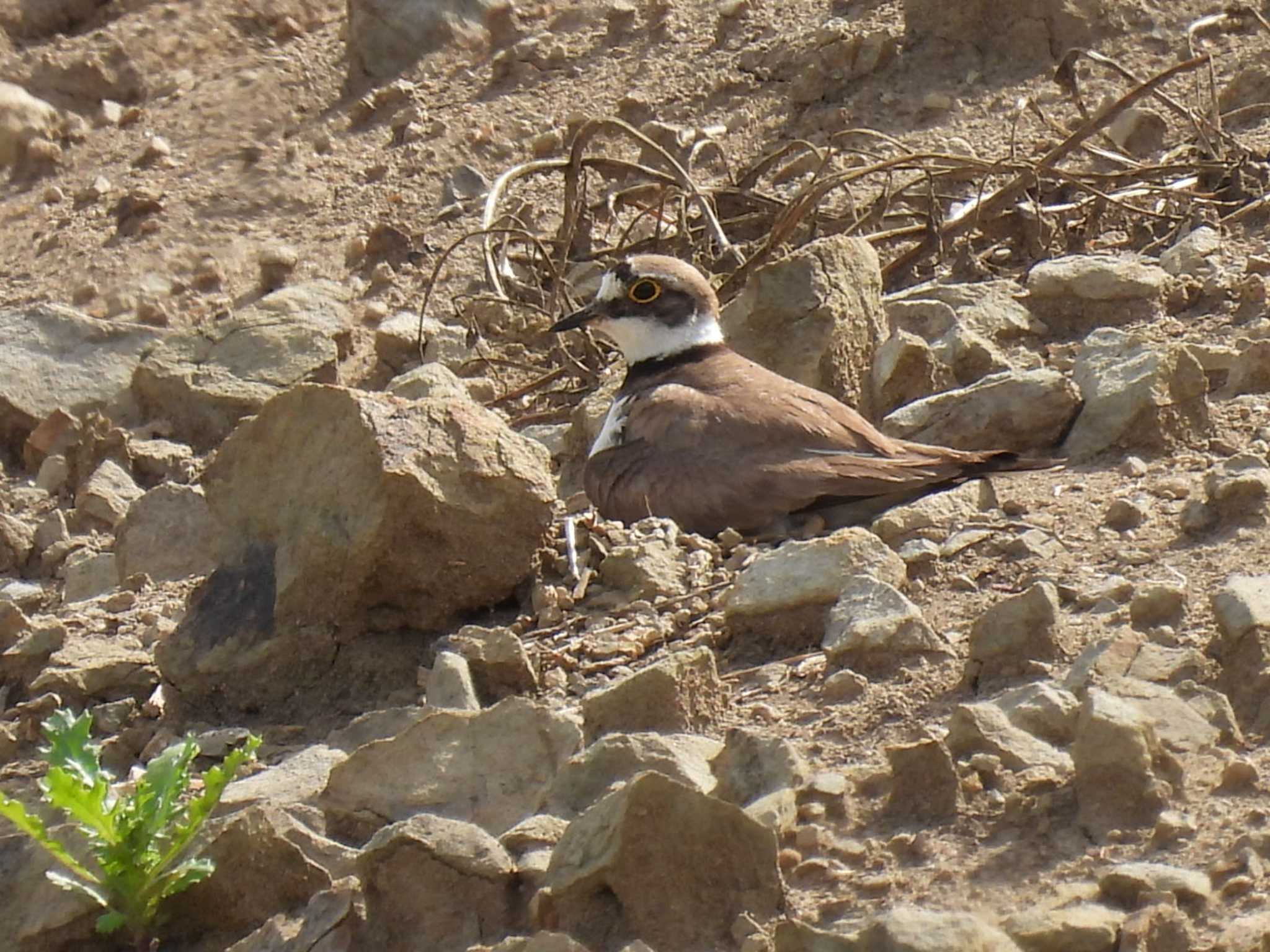 Photo of Little Ringed Plover at 横須賀 by カズー