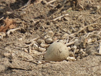 Little Ringed Plover 横須賀 Thu, 5/25/2023