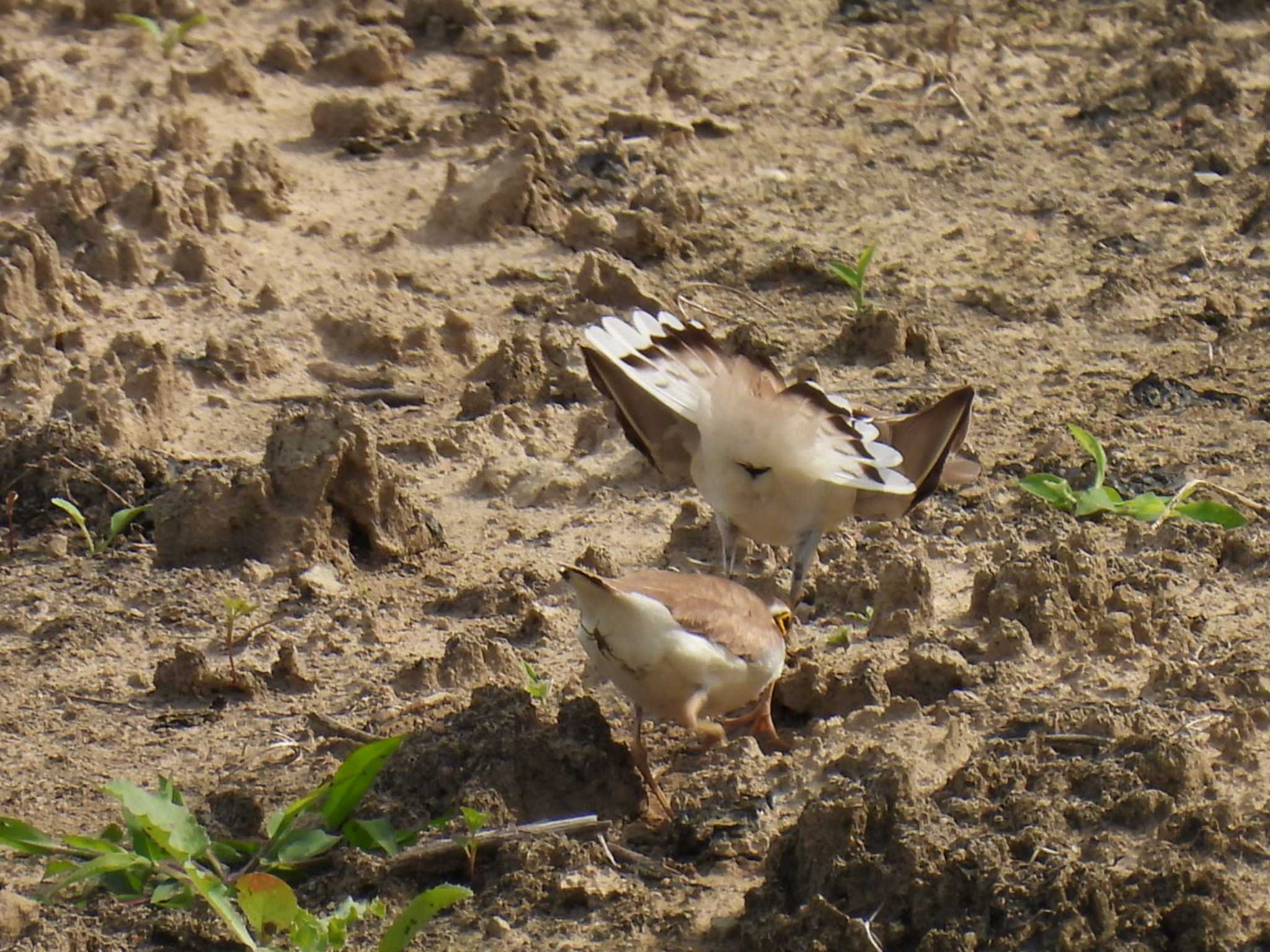 Photo of Little Ringed Plover at 横須賀 by カズー