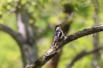 2023年5月25日(木) 千歳さけ・ますセンターの野鳥観察記録