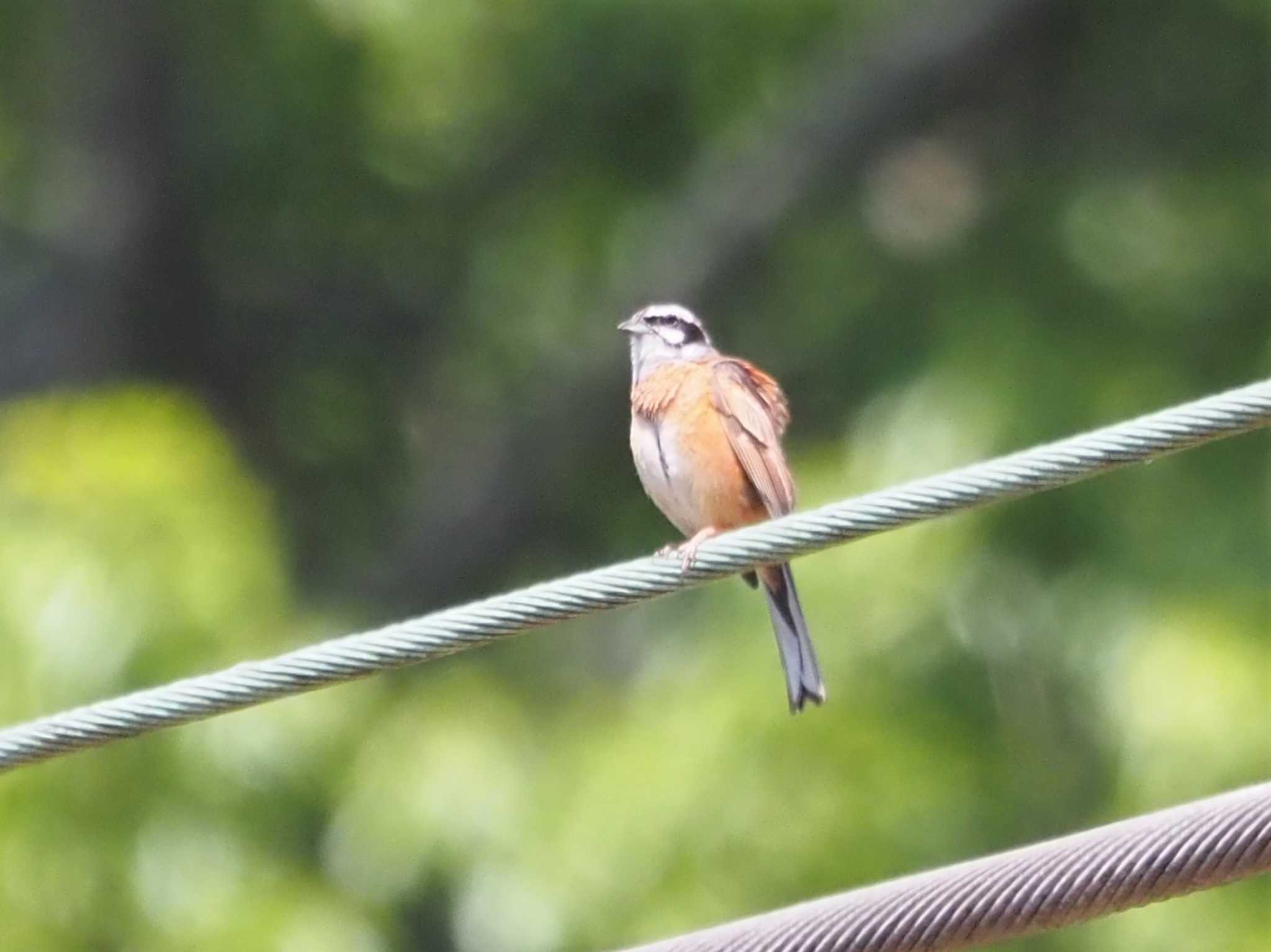 Photo of Meadow Bunting at 妙見口 by マル