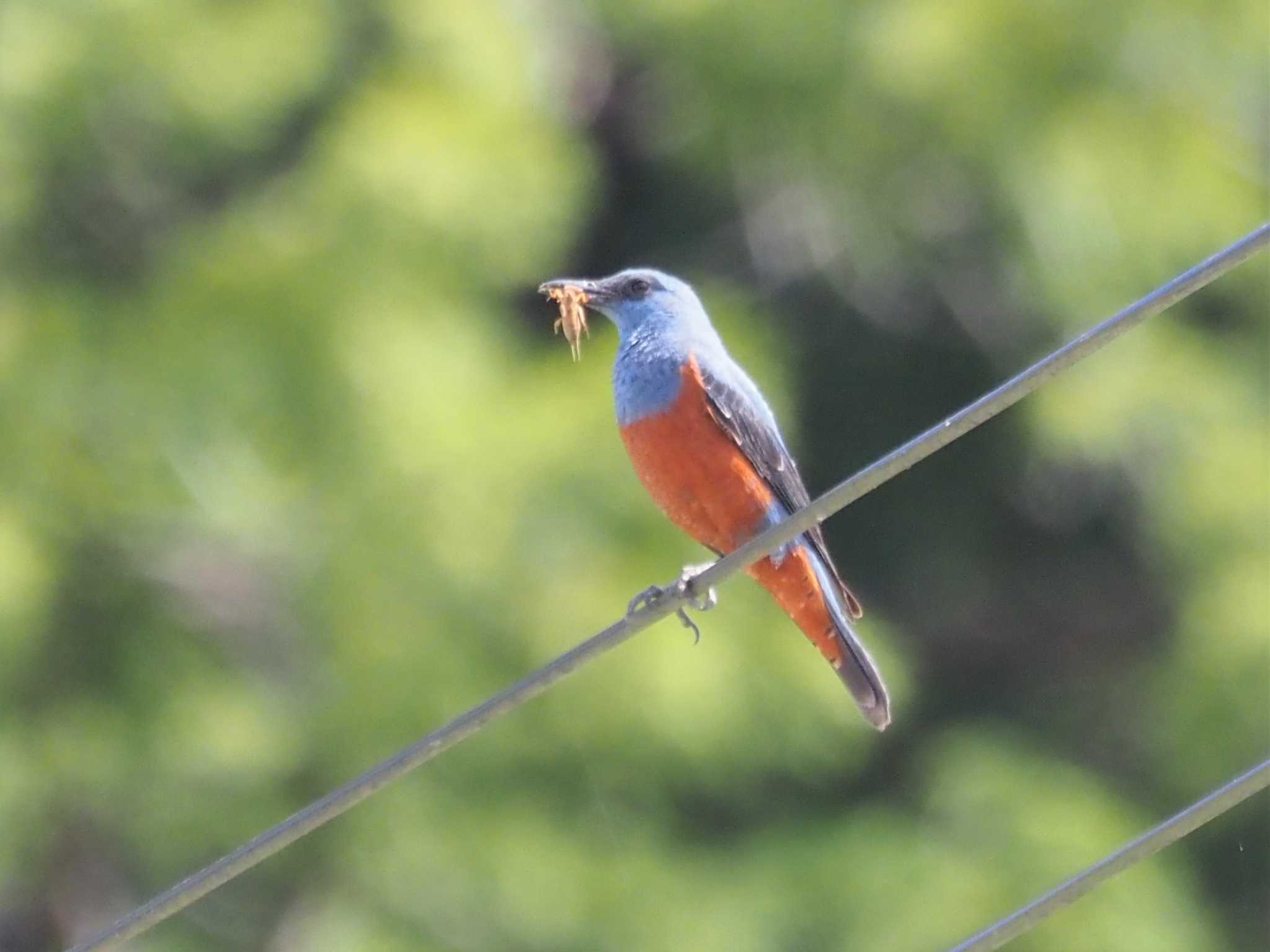 Photo of Blue Rock Thrush at 妙見口 by マル