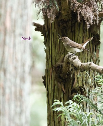 Blue-and-white Flycatcher Unknown Spots Unknown Date