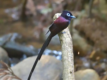 Black Paradise Flycatcher 埼玉県 Thu, 5/25/2023