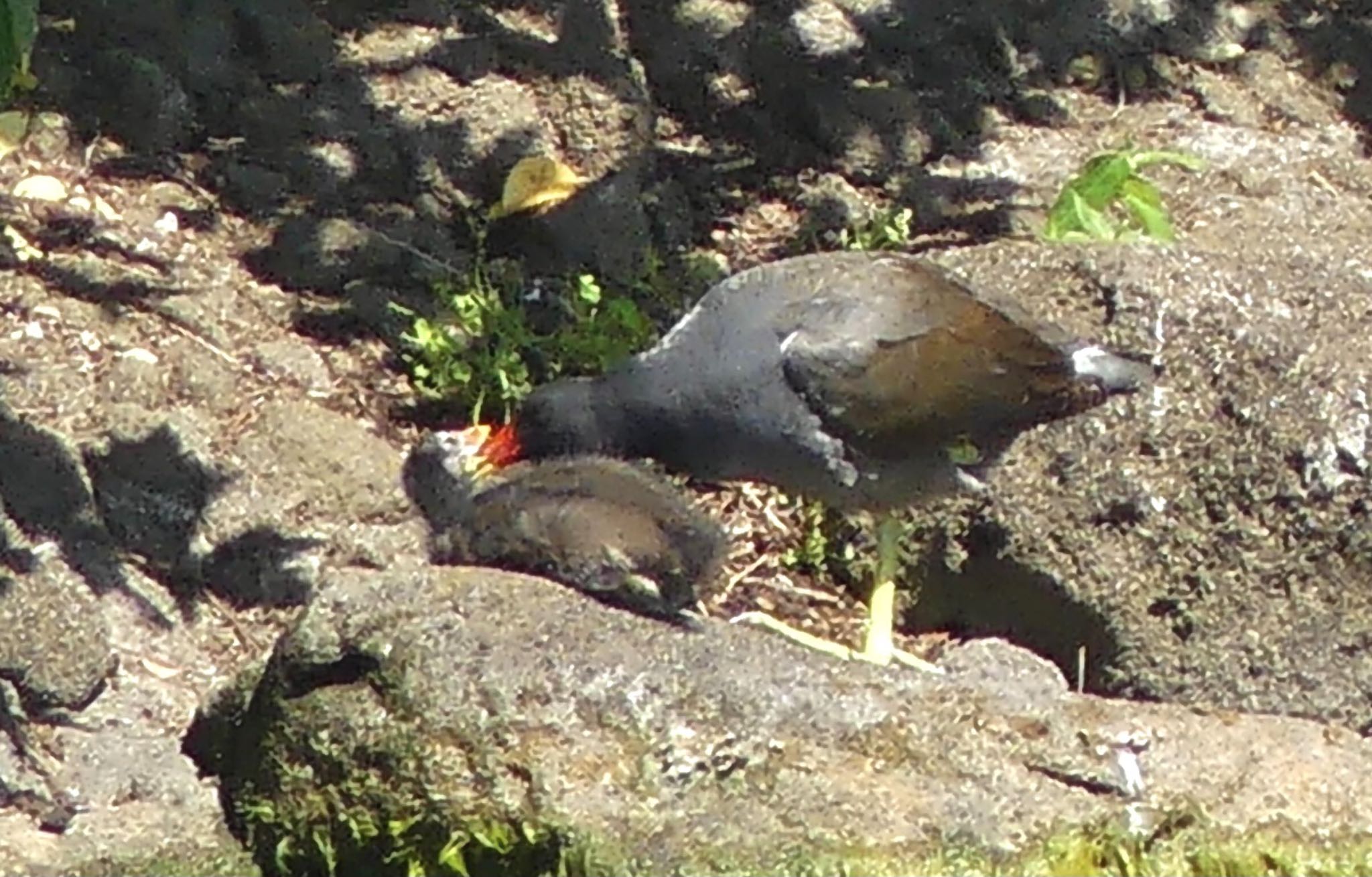 Common Moorhen