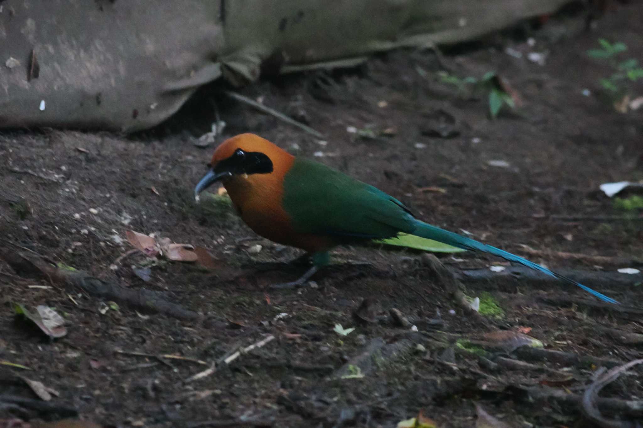 Photo of Amazonian Motmot at Mindo(Ecuador) by 藤原奏冥