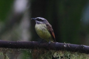 Rusty-margined Flycatcher