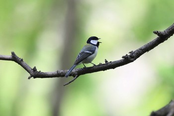 シジュウカラ 大阪城公園 2023年4月23日(日)