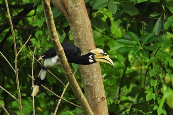 キタカササギサイチョウ ケーン・クラチャン国立公園 2018年6月12日(火)