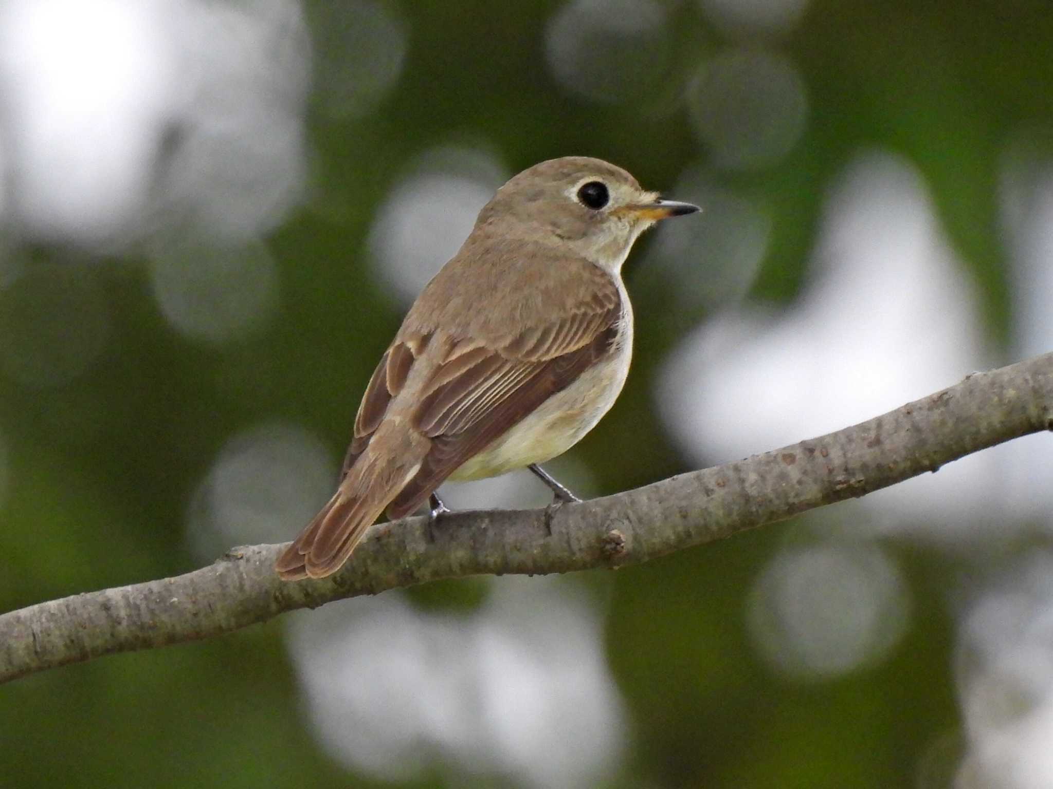 Photo of Asian Brown Flycatcher at 各務原市内 by 寅次郎