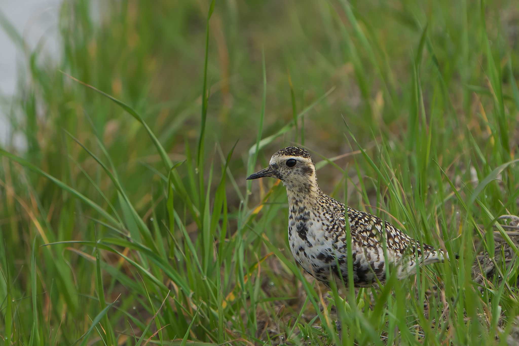 Pacific Golden Plover