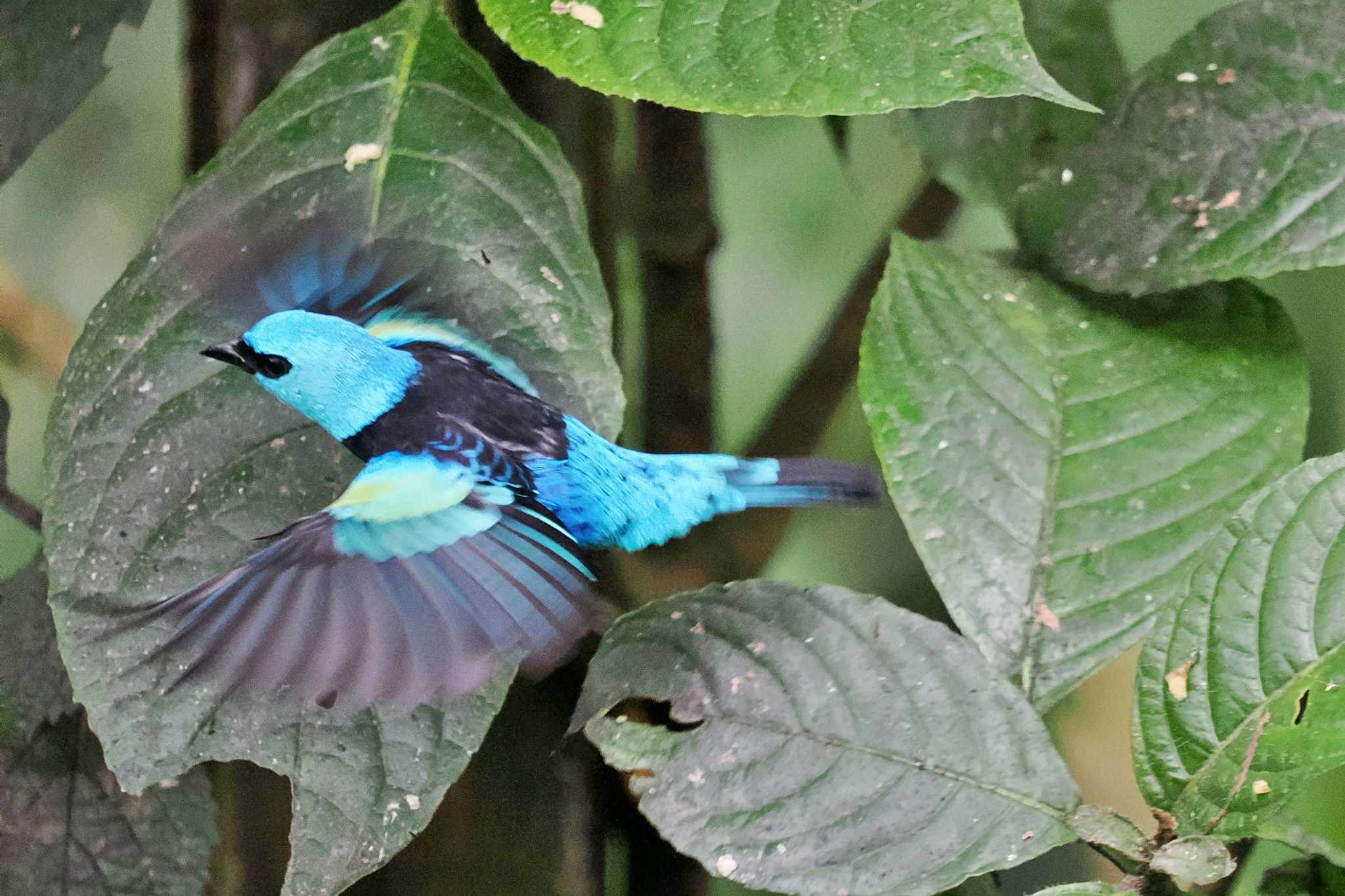 Mindo(Ecuador) アオクビフウキンチョウの写真 by 藤原奏冥