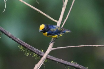 キバラスミレフウキンチョウ Mindo(Ecuador) 2023年5月19日(金)