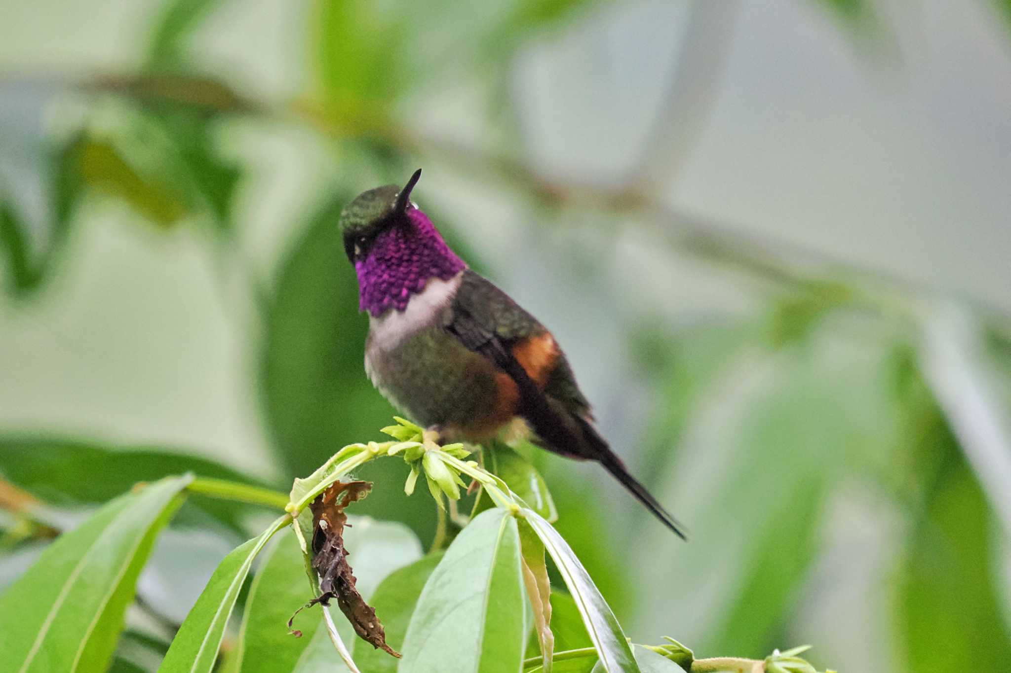 Photo of Purple-throated Woodstar at Mindo(Ecuador) by 藤原奏冥