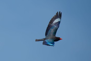 Oriental Dollarbird Unknown Spots Thu, 5/18/2023