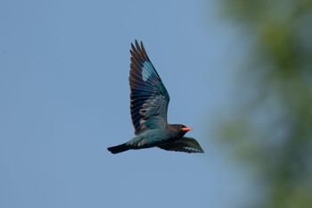 Oriental Dollarbird Unknown Spots Thu, 5/18/2023