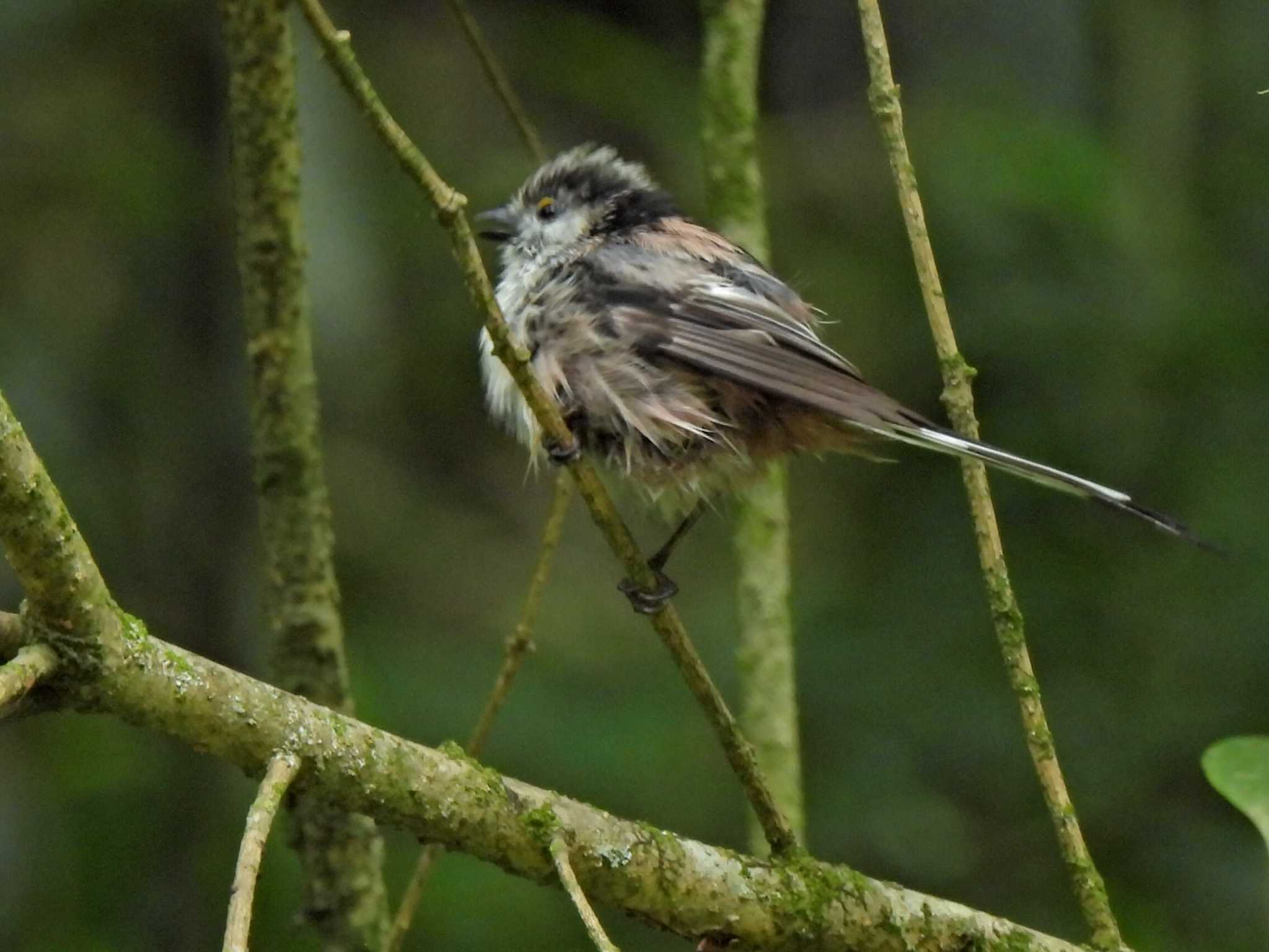 Photo of Long-tailed Tit at 日本ラインうぬまの森 by 寅次郎