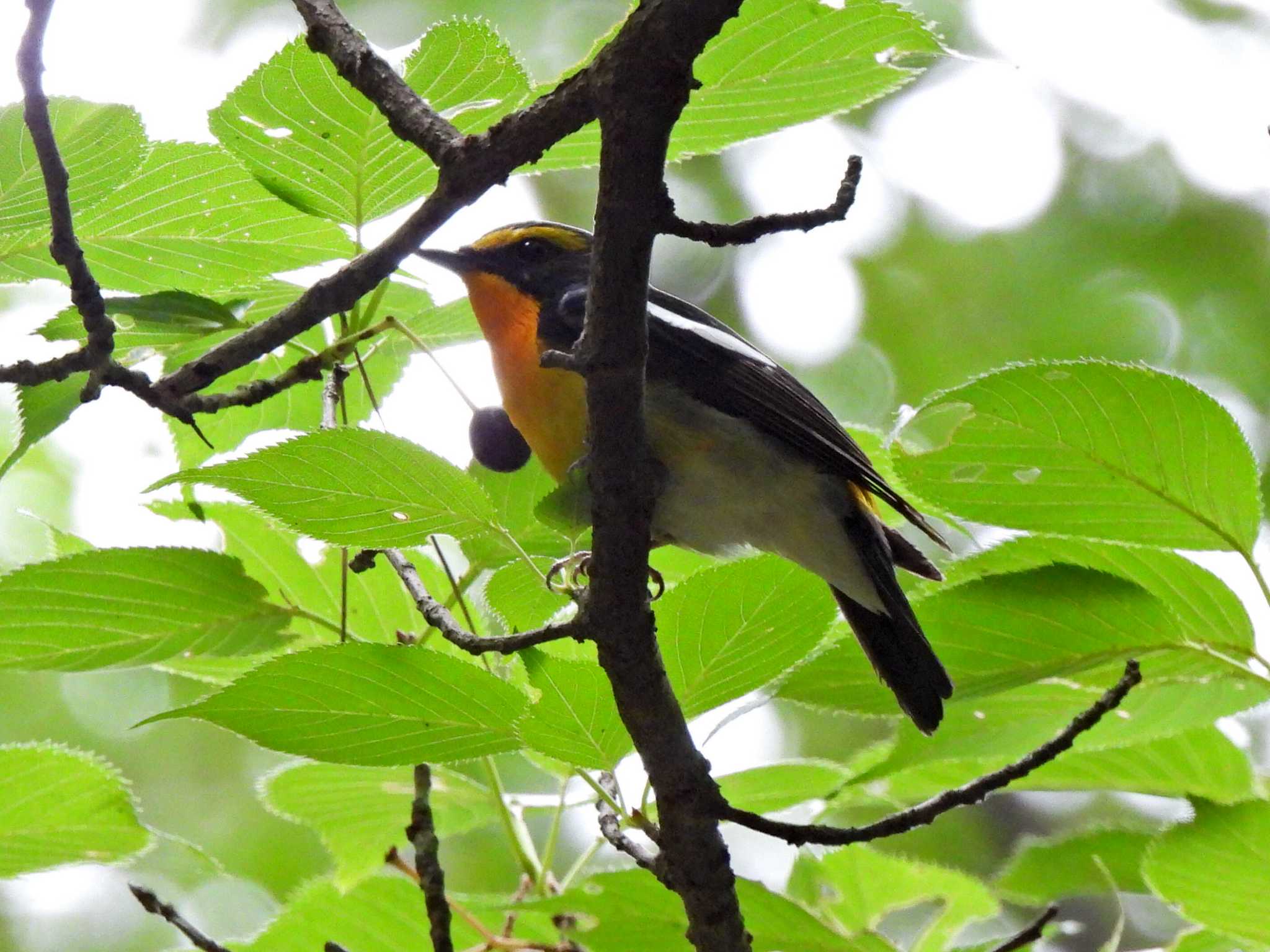 Photo of Narcissus Flycatcher at 日本ラインうぬまの森 by 寅次郎