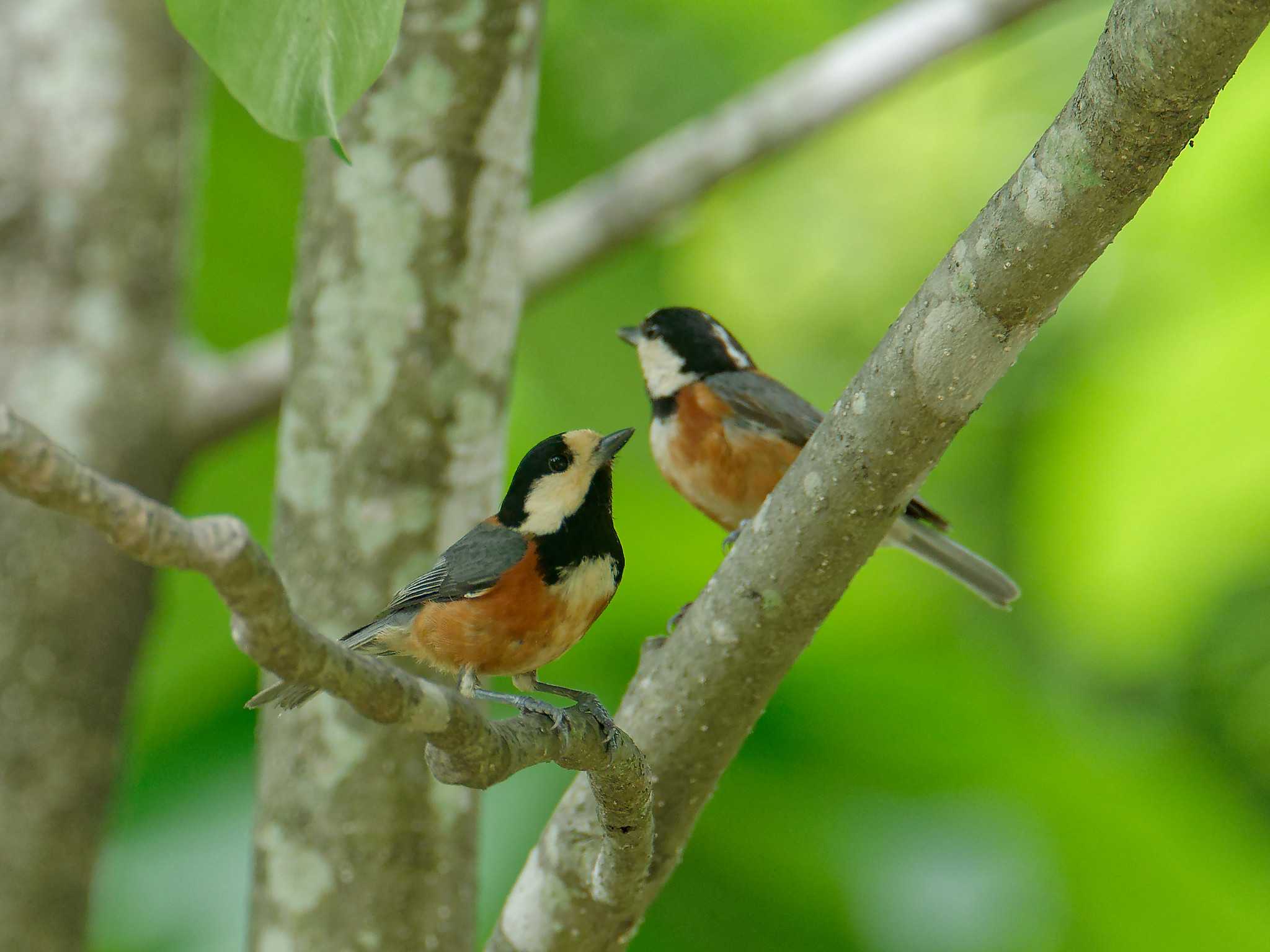 Photo of Varied Tit at 横浜市立金沢自然公園 by しおまつ