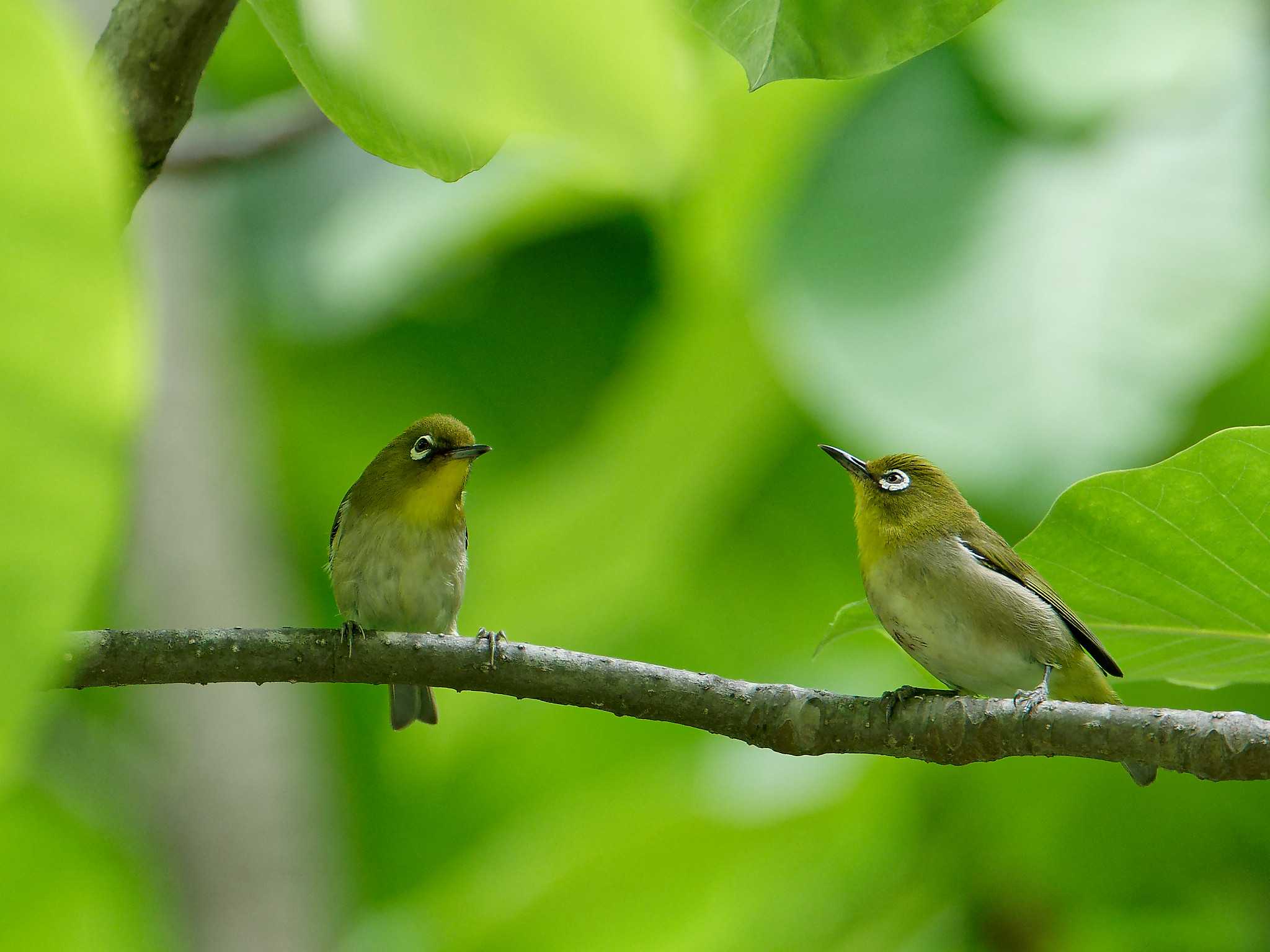 Photo of Warbling White-eye at 横浜市立金沢自然公園 by しおまつ