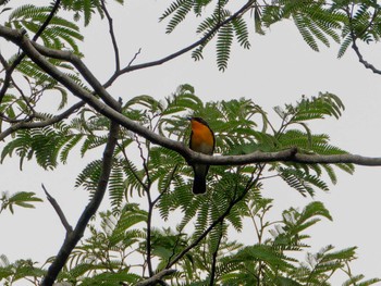 Narcissus Flycatcher 氷取沢市民の森 Thu, 5/25/2023