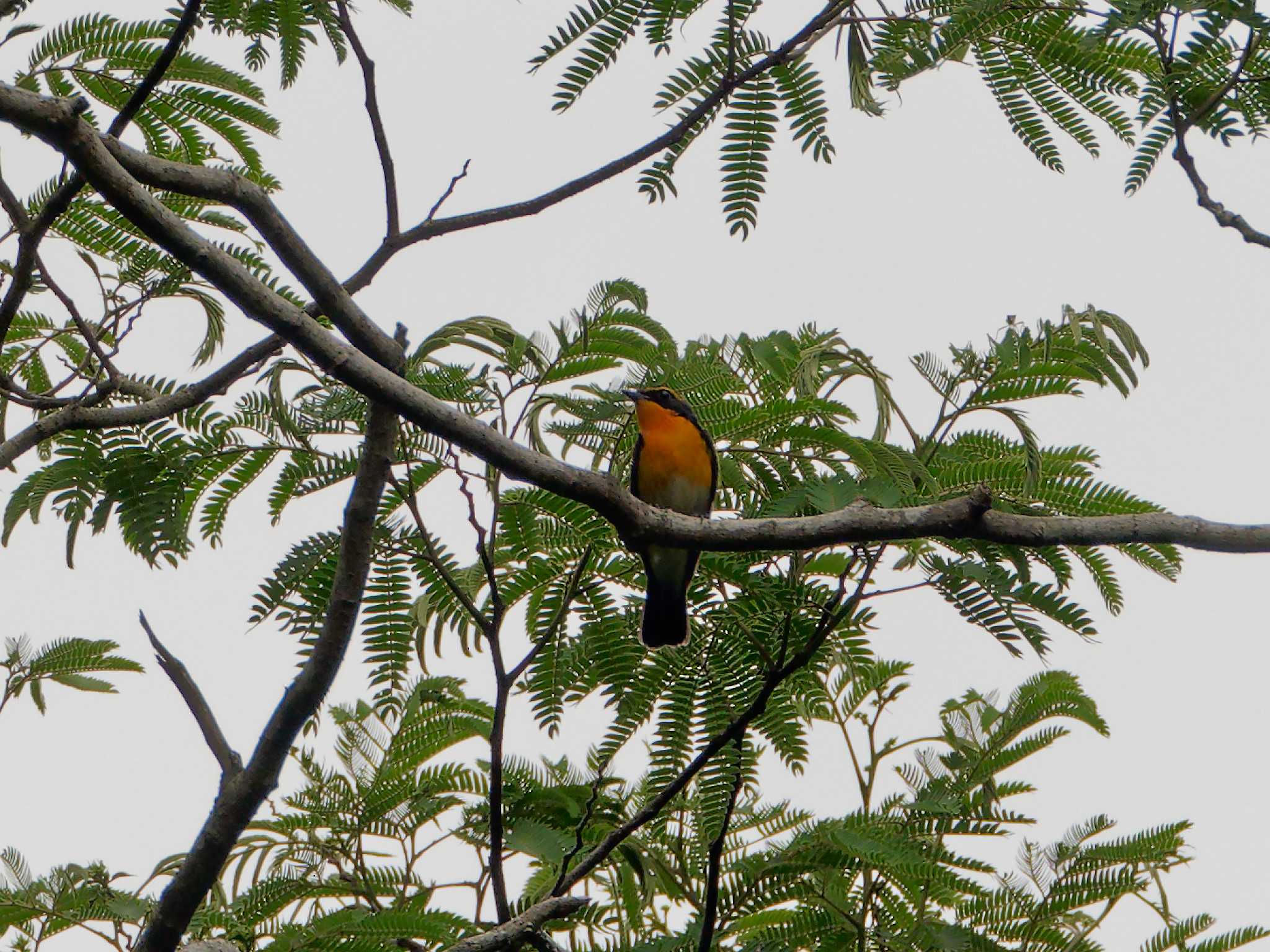 Photo of Narcissus Flycatcher at 氷取沢市民の森 by しおまつ