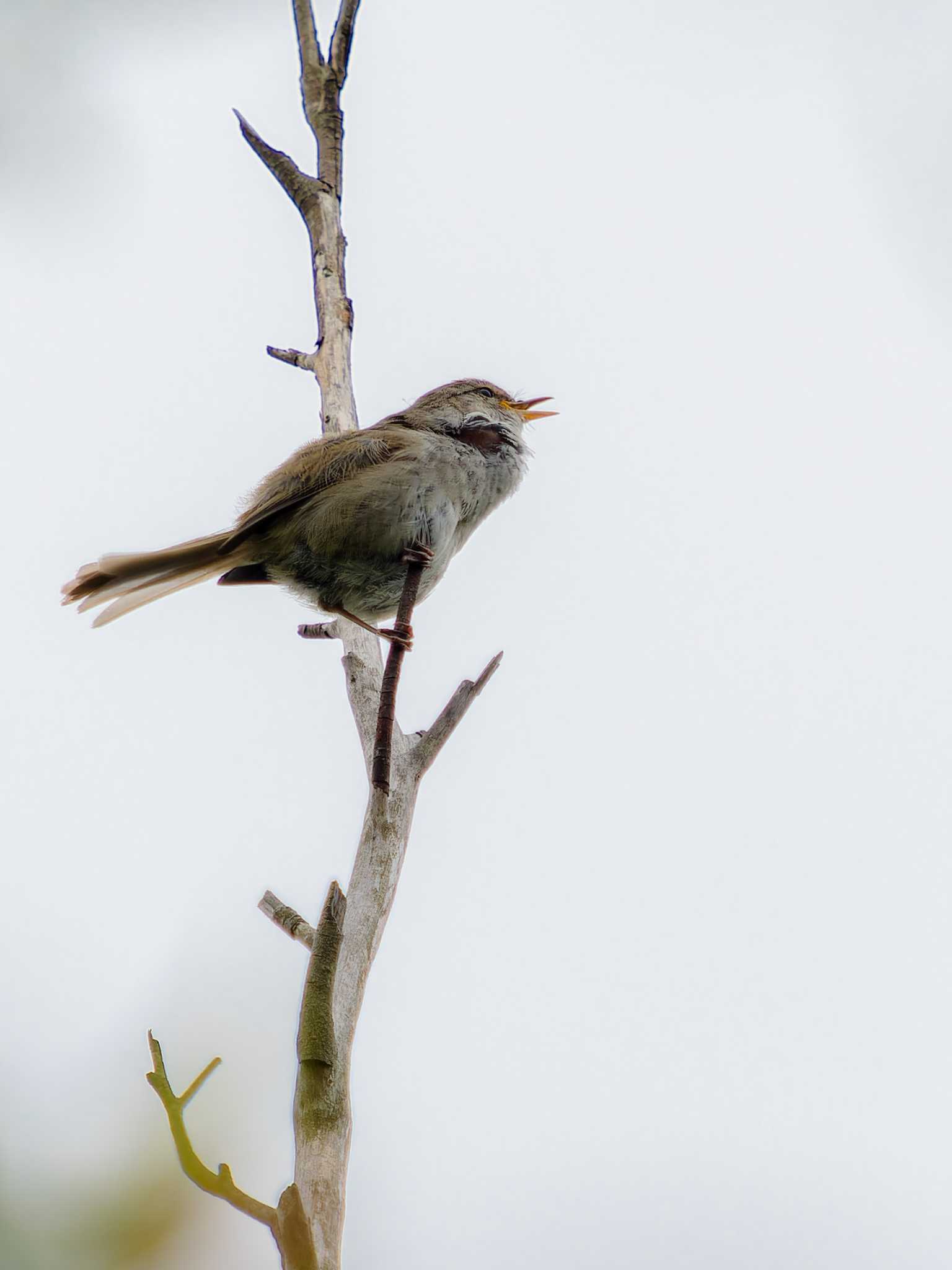 Japanese Bush Warbler