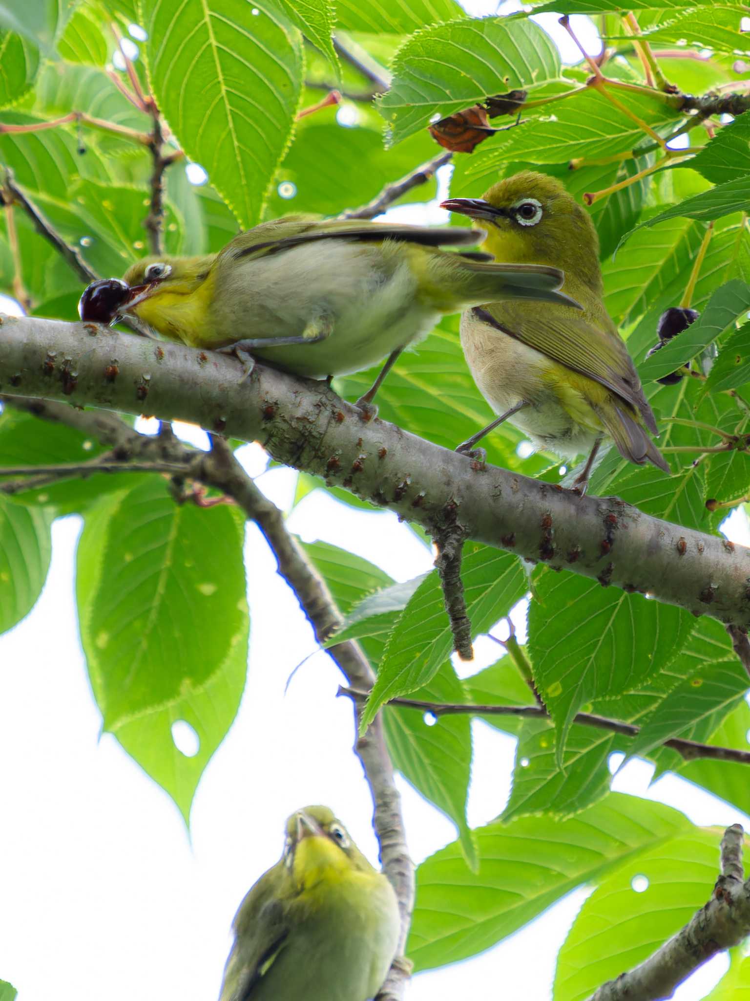 Warbling White-eye