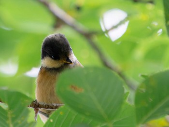 2023年5月25日(木) 稲佐山の野鳥観察記録