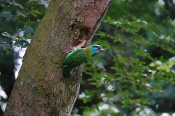 Taiwan Barbet 陽明山前山公園 Thu, 5/18/2023