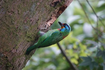 Taiwan Barbet 陽明山前山公園 Thu, 5/18/2023