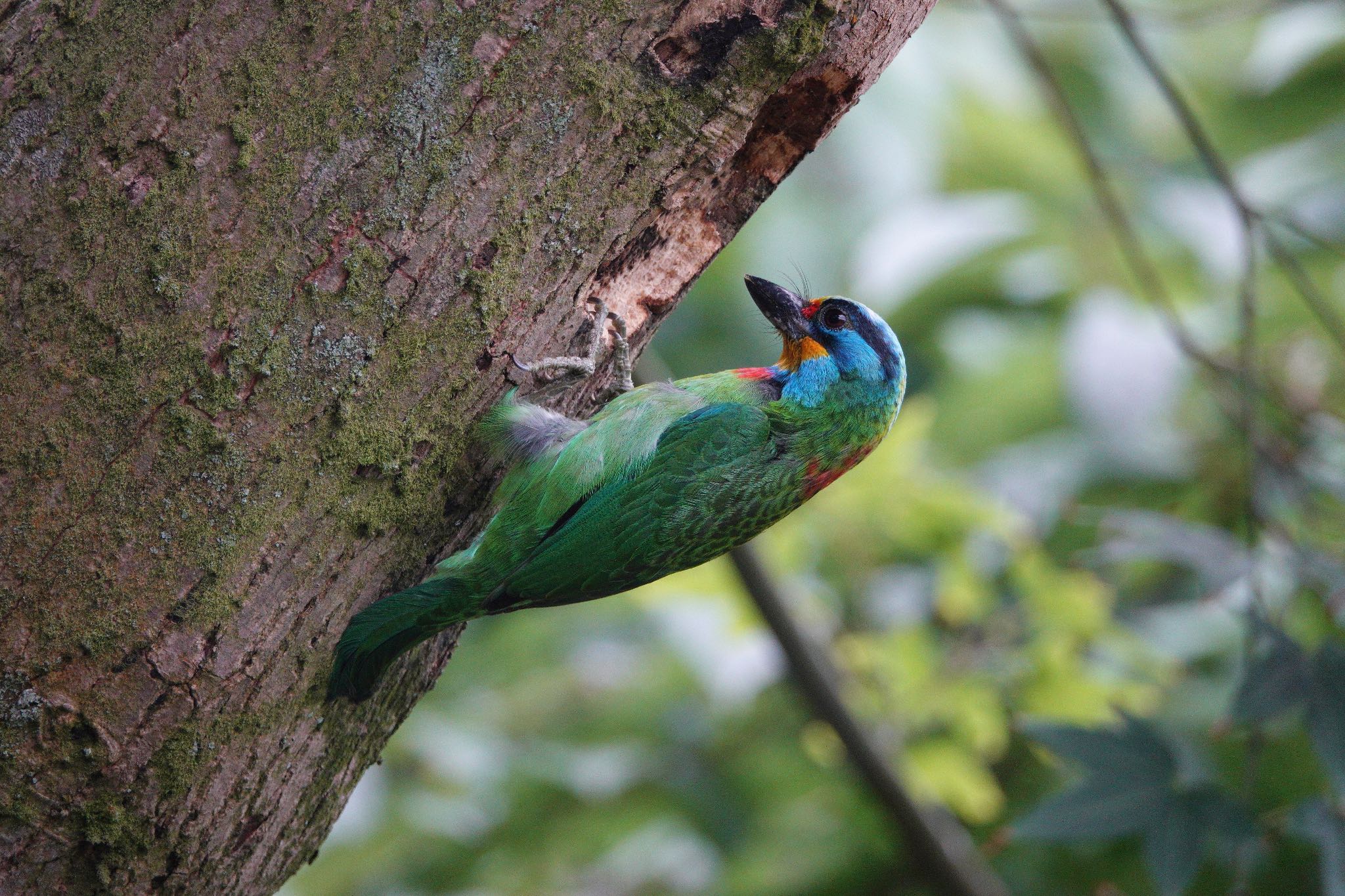 Photo of Taiwan Barbet at 陽明山前山公園 by のどか