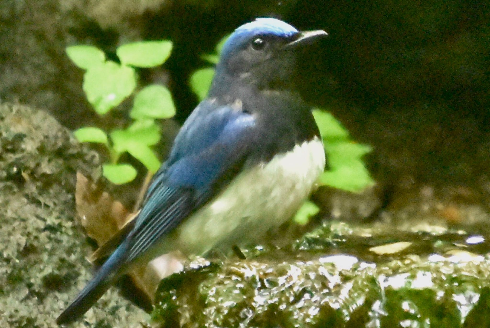 Photo of Blue-and-white Flycatcher at 大洞の水場 by 遼太