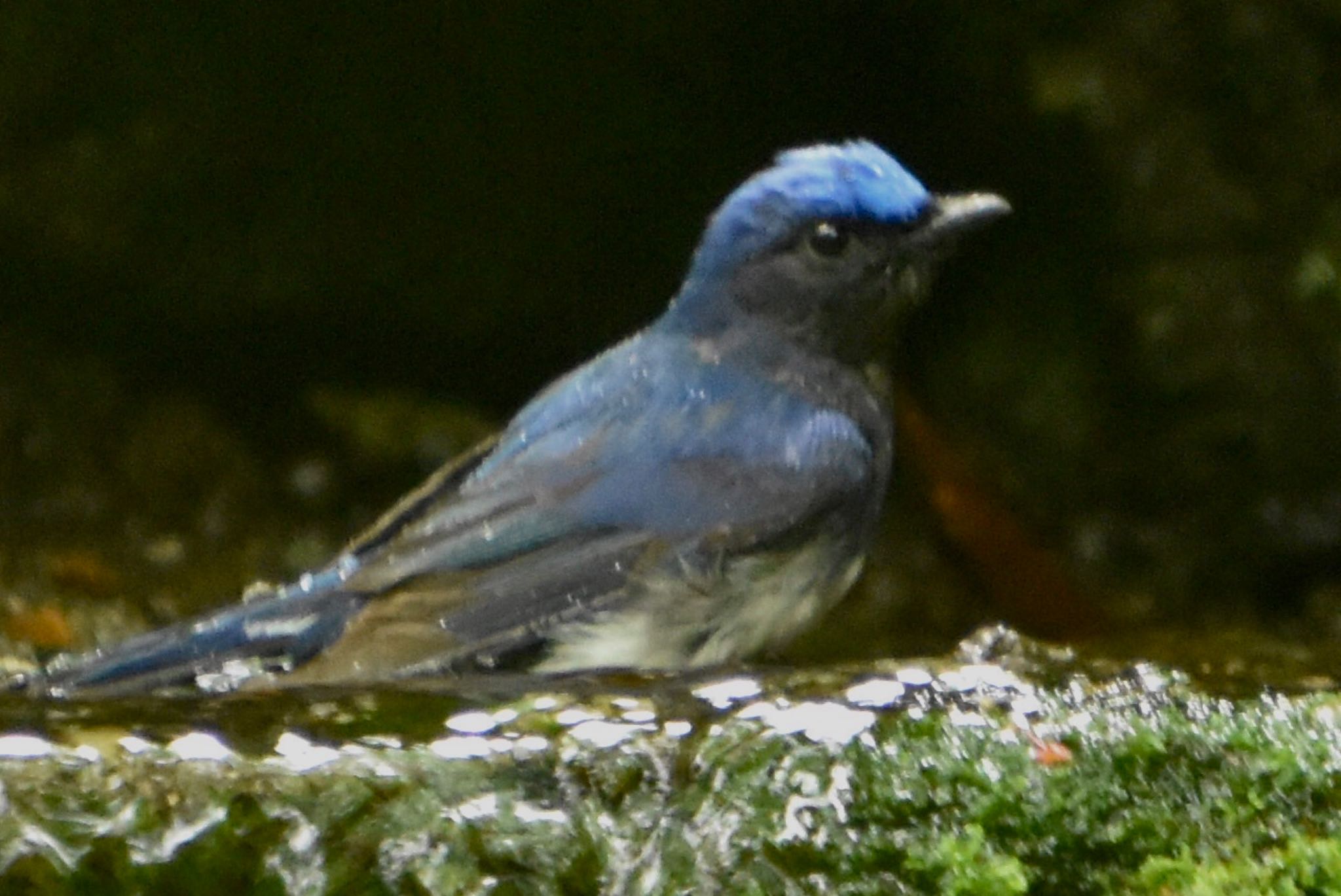 Blue-and-white Flycatcher