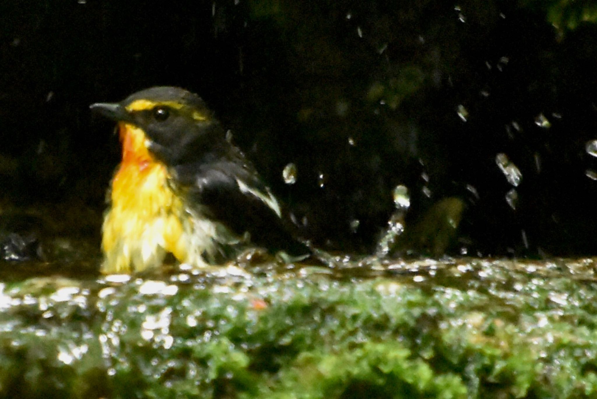 Narcissus Flycatcher