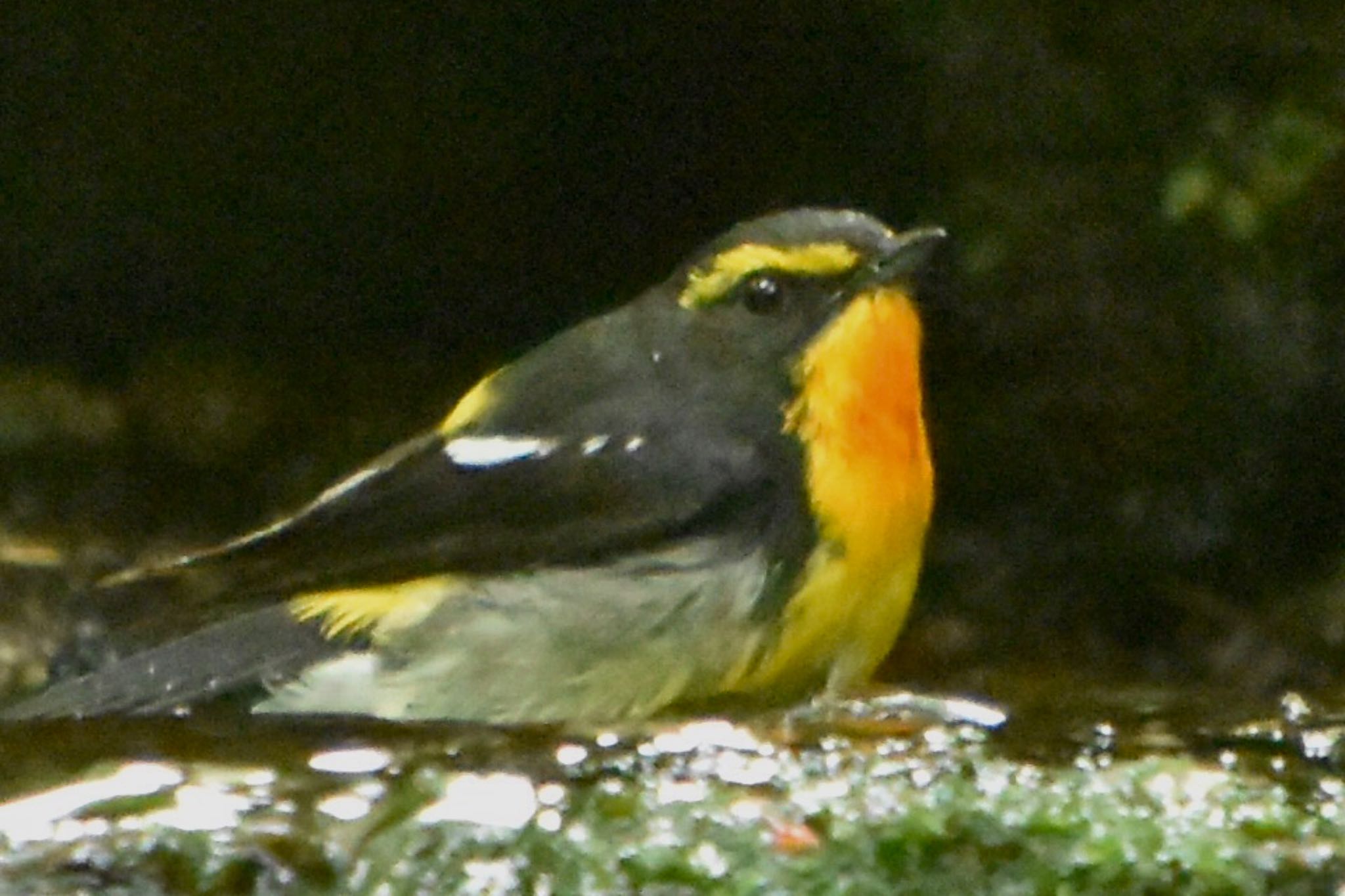 Photo of Narcissus Flycatcher at 大洞の水場 by 遼太