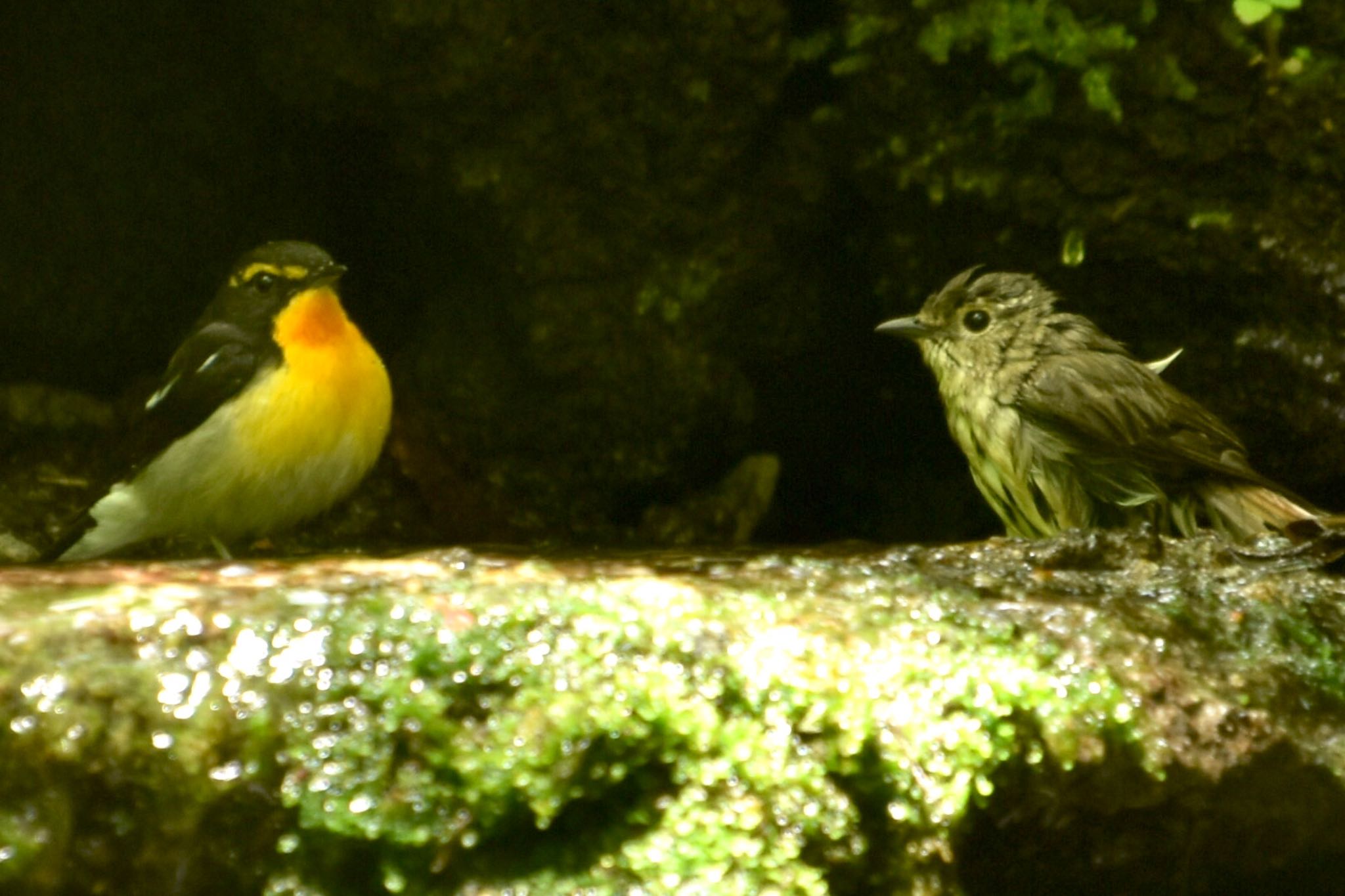 Narcissus Flycatcher