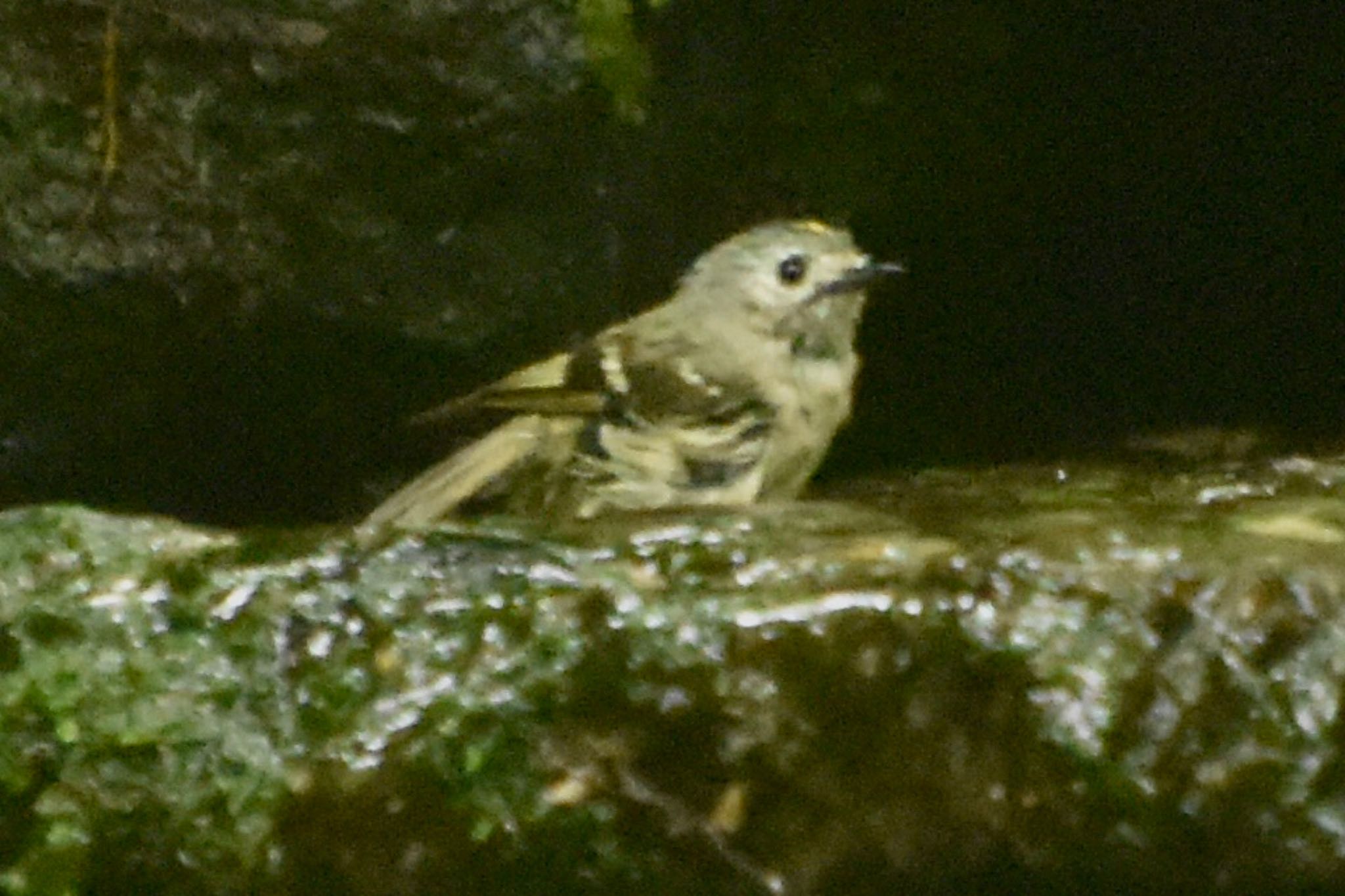 Photo of Goldcrest at 大洞の水場 by 遼太