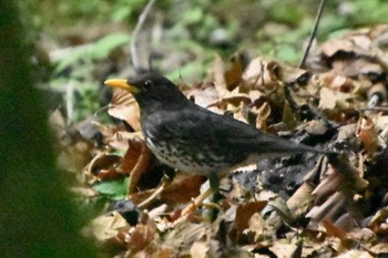 Thu, 5/25/2023 Birding report at 大洞の水場