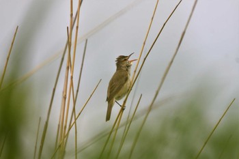 Sat, 5/13/2023 Birding report at Watarase Yusuichi (Wetland)