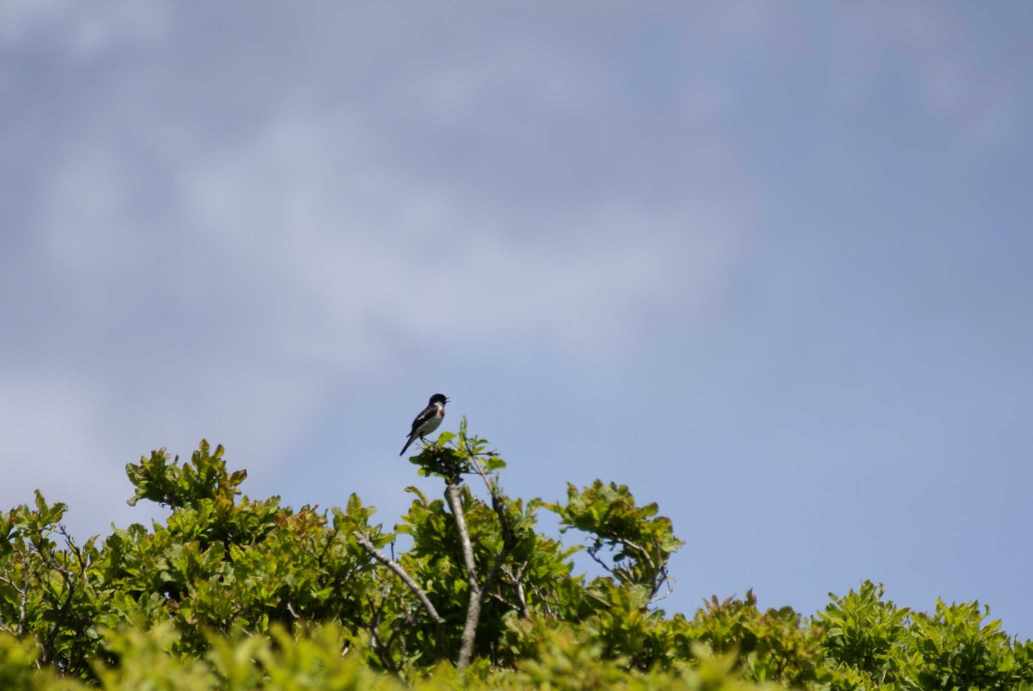 Photo of Amur Stonechat at 長野県 by bea