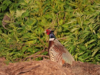 Common Pheasant 北海道函館市 Wed, 5/24/2023