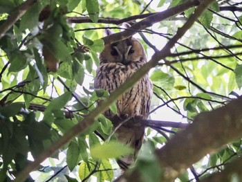 Mon, 5/22/2023 Birding report at 栃木県