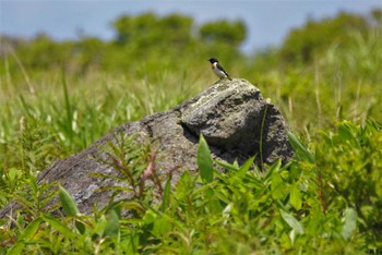 Amur Stonechat 長野県 Unknown Date