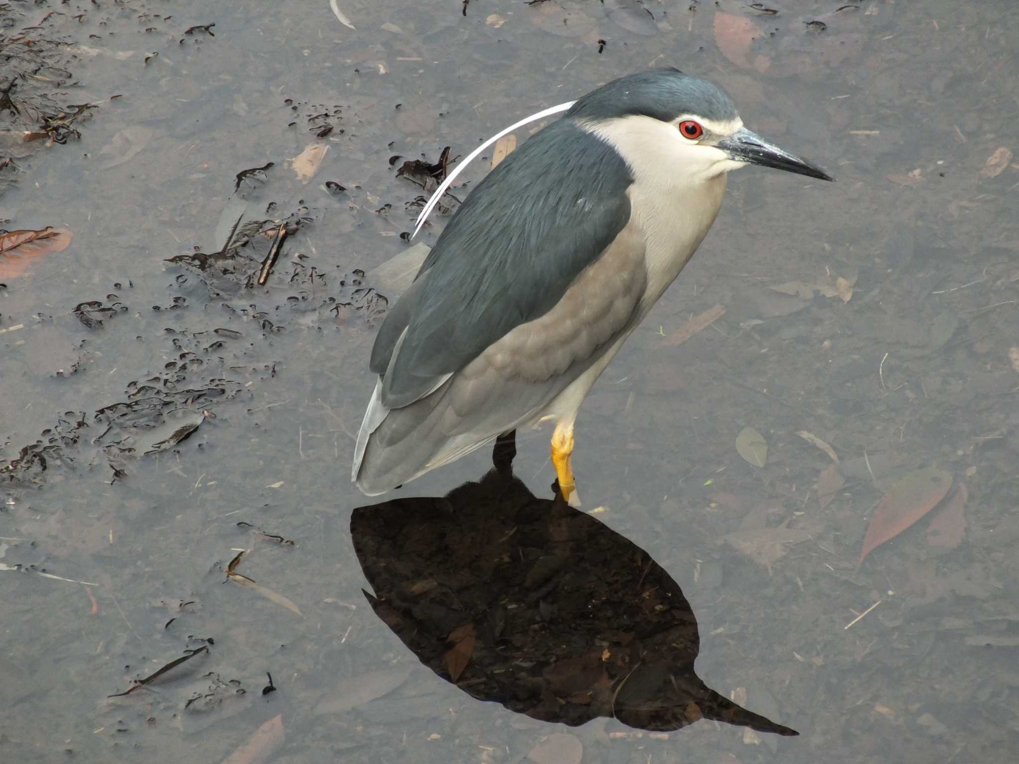 Photo of Black-crowned Night Heron at 善福寺川 by たむやま