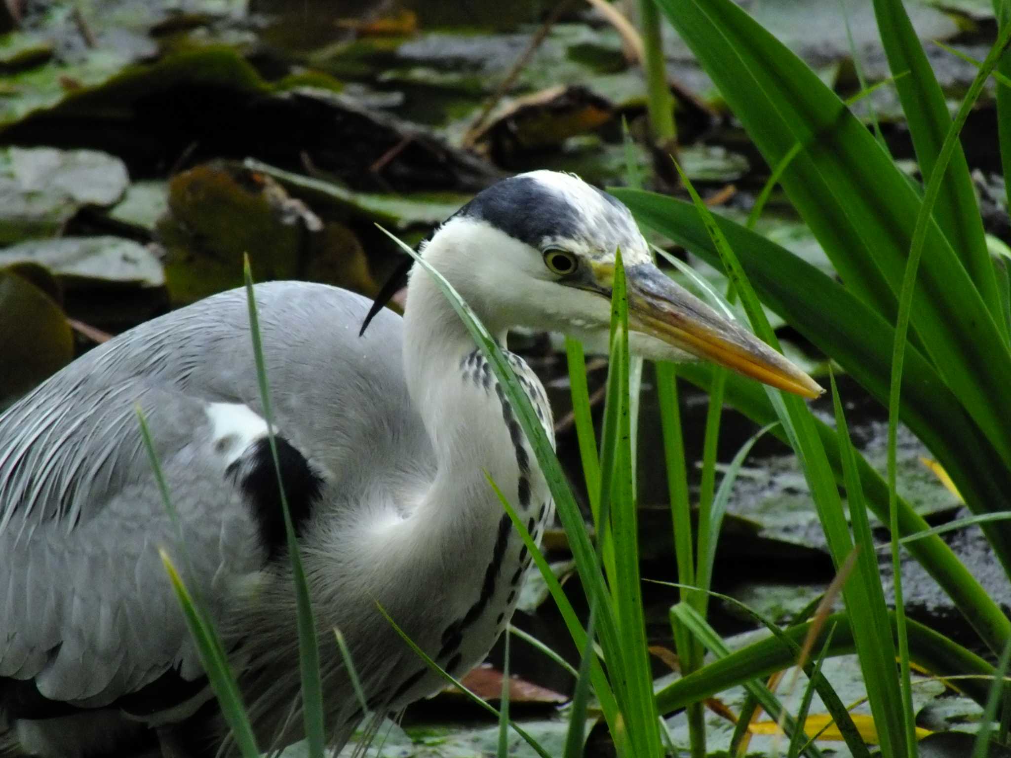 Photo of Grey Heron at Shakujii Park by たむやま