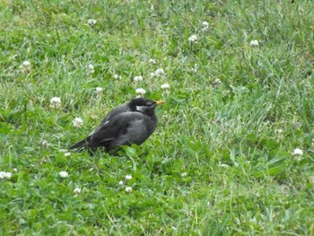 White-cheeked Starling 大森ふるさとの浜辺公園 Thu, 5/25/2023