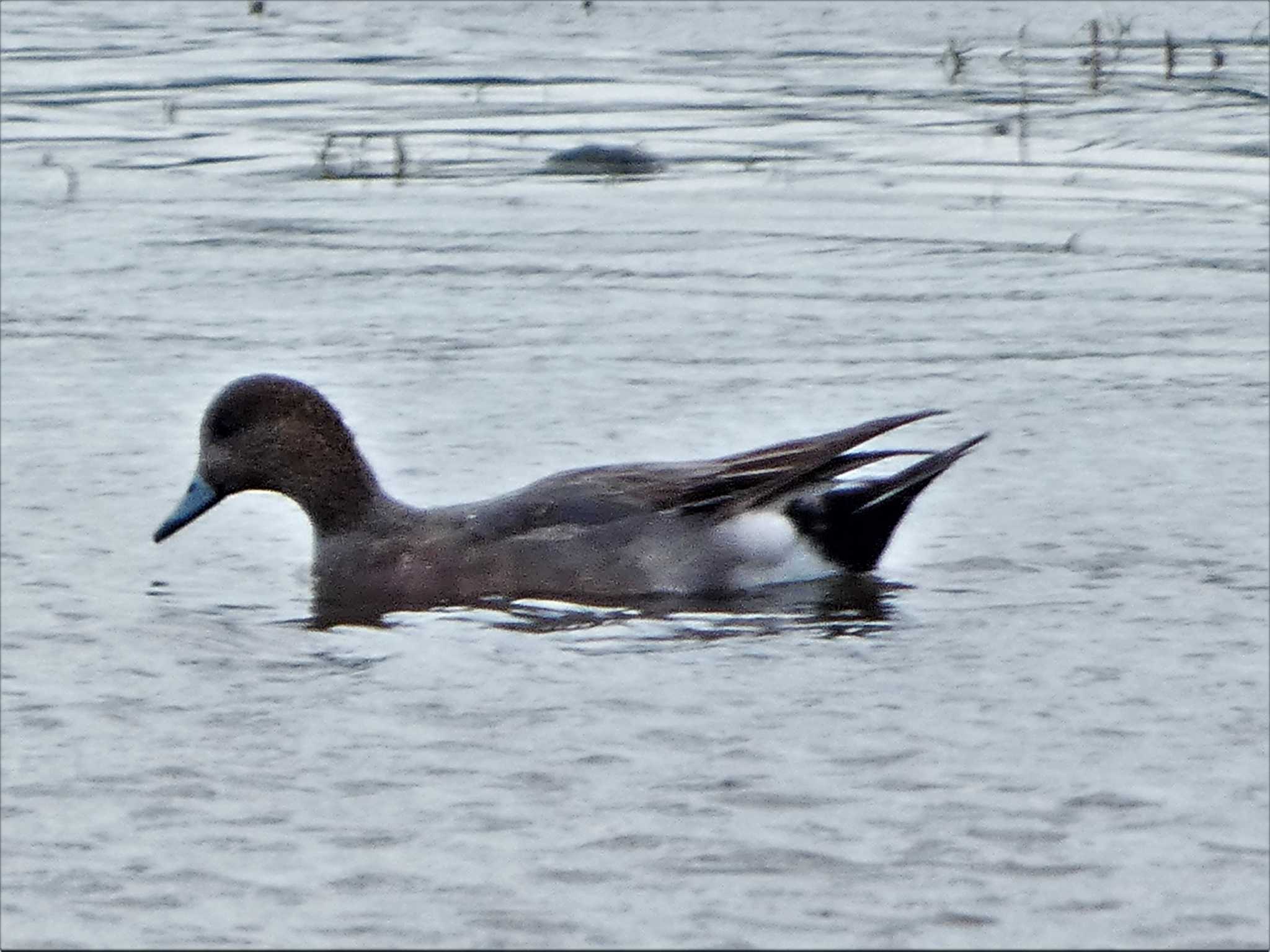 Eurasian Wigeon